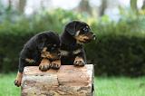 ROTTWEILER 364